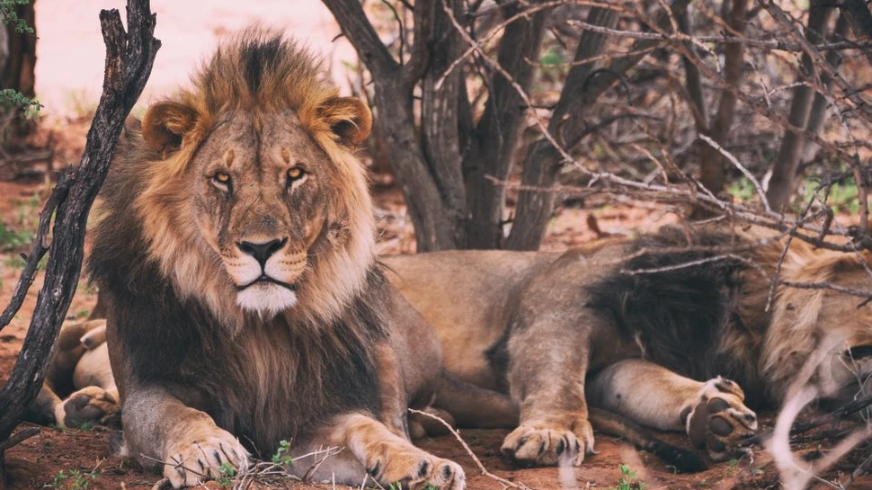 Dreptatea făcută de un grup de lei: au omorât braconierii care încercau să vâneze rinocerii dintr-o rezervaţie din Africa de Sud