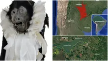 Mumia uimitoare a unei maimuțe din Argentina dezvăluie un ritual bizar