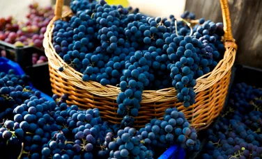 Descoperirea dintr-o toaletă medievală arată cât de veche este pasiunea francezilor pentru struguri