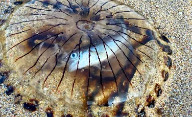 Descoperire neașteptată pe o plajă britanică. O meduză a eșuat cu ultima sa masă complet vizibilă în stomac