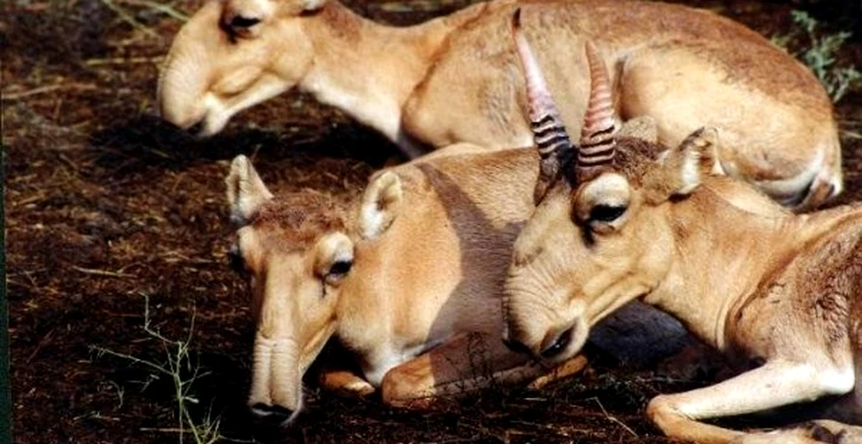 Biologii rusi fac eforturi pentru salvarea antilopei Saiga