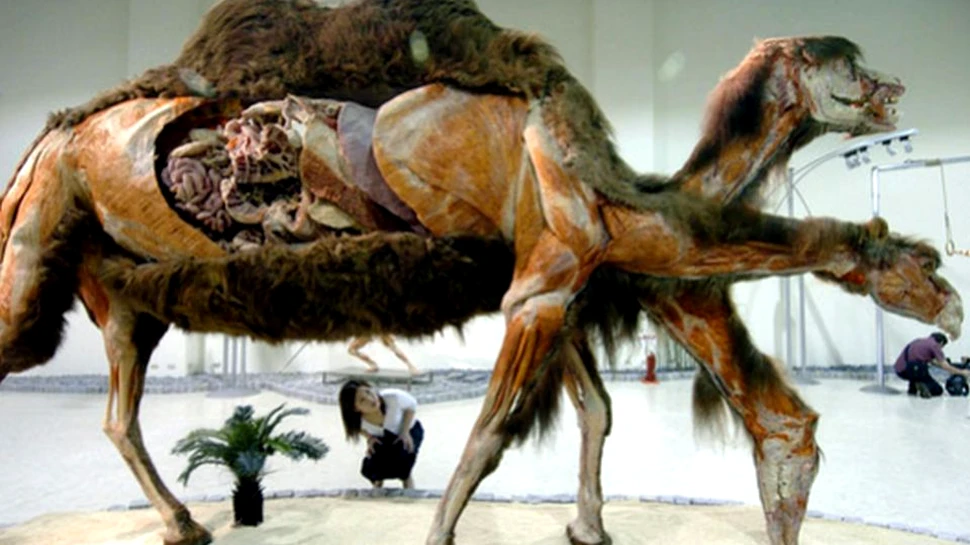 Expoziţie controversată cu animale disecate şi plastifiate, realizată de creatorul „The Human Body”. VIDEO