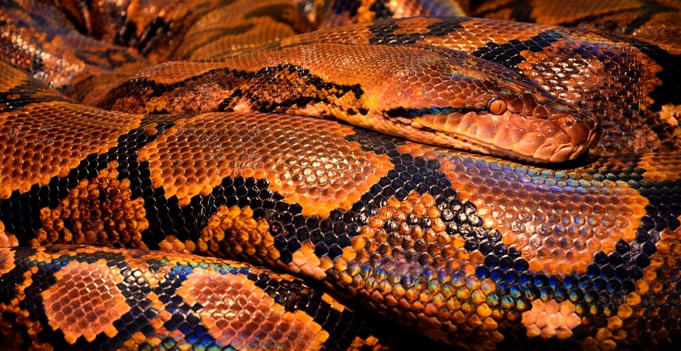 Tot mai mulți oameni mușcați de șerpi exotici în Marea Britanie. Ce se întâmplă?