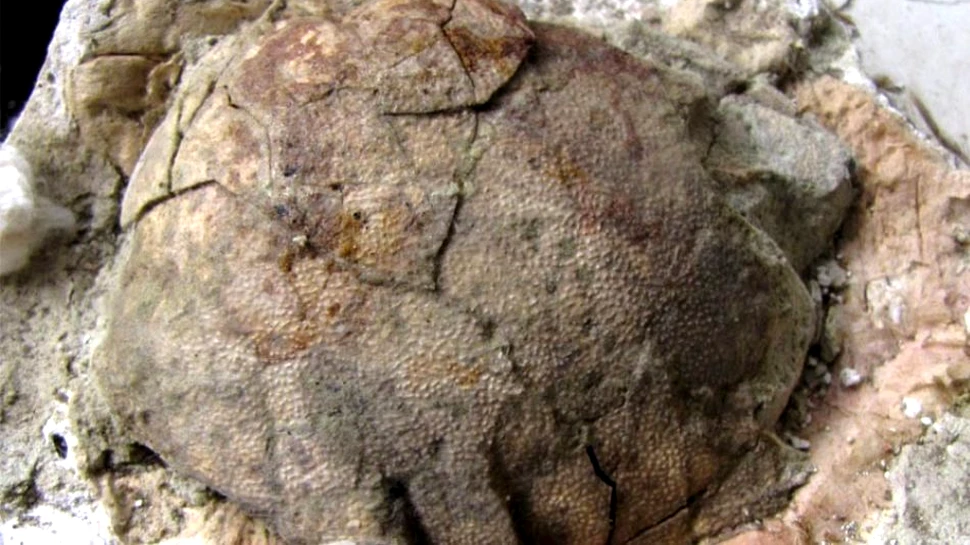 Ouăle unui misterios dinozaur cu pene au fost descoperite în Patagonia (VIDEO)