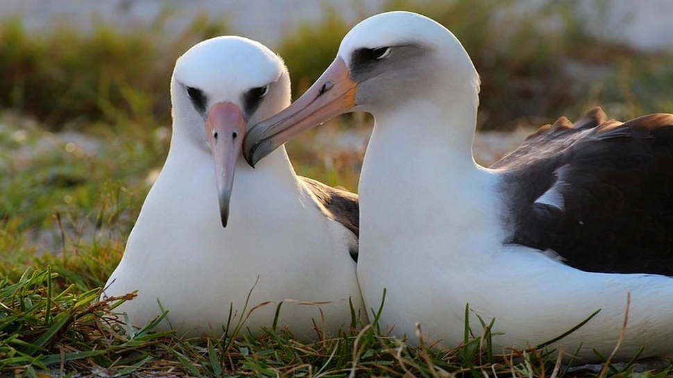 O cheamă Wisdom şi este cea mai bătrână pasăre din lume. La 64 de ani tocmai a mai făcut un ou – FOTO, VIDEO