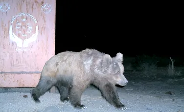 Cea mai rară specie de urs din lume numără 22 de exemplare, ce sunt ameninţate de schimbările climatice