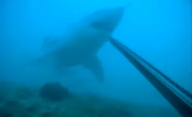 Cum reacţionează acest scafandru când se întâlneşte faţă în faţă cu un rechin uriaş? (VIDEO)