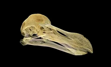 Cercetătorii au rezolvat un mister vechi de 350 de ani. Cum a fost omorât unul dintre cele mai bine conservate exemplare de pasăre dodo
