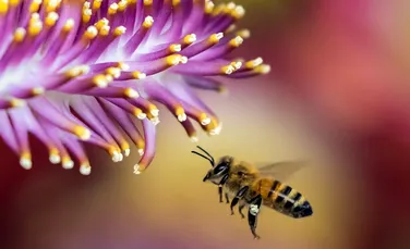 Cum se reproduc, de fapt, albinele? O descoperire recentă a schimbat tot ce ştiam despre modul de reproducere