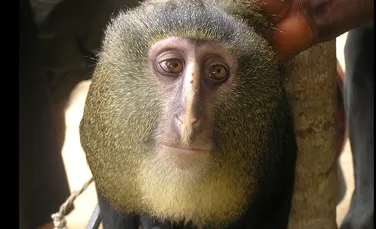 După 28 de ani, cercetătorii au descoperit o nouă specie de maimuţă, neştiută lumii până acum (FOTO)