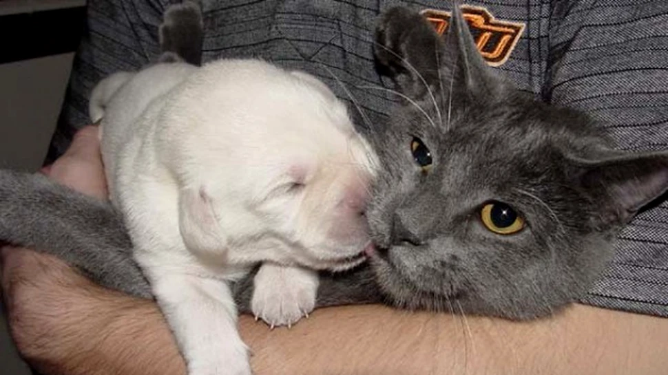 O pisica invata catelusii sa prinda soareci