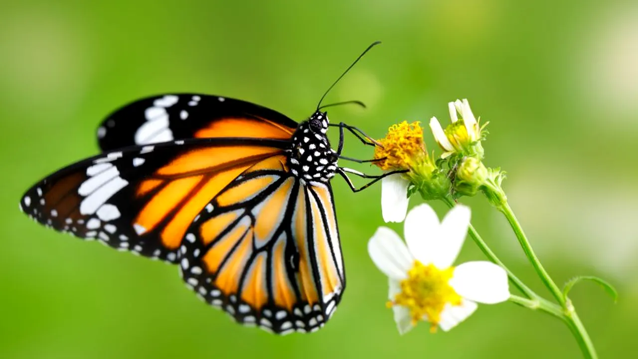 1-butterflz 