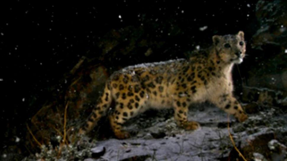 Leopardul zapezii castiga locul intai
