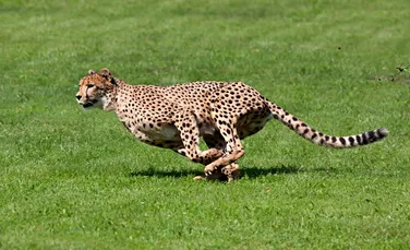Care este cel mai rapid animal terestru? Întrece cu mult viteza ghepardului (Infografic)