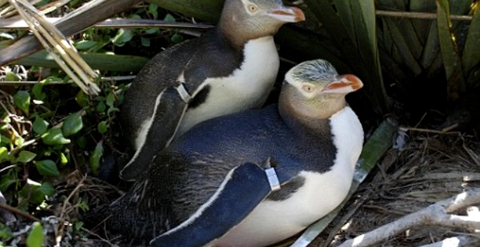 Pinguini descoperiti la 500 de ani dupa extinctie