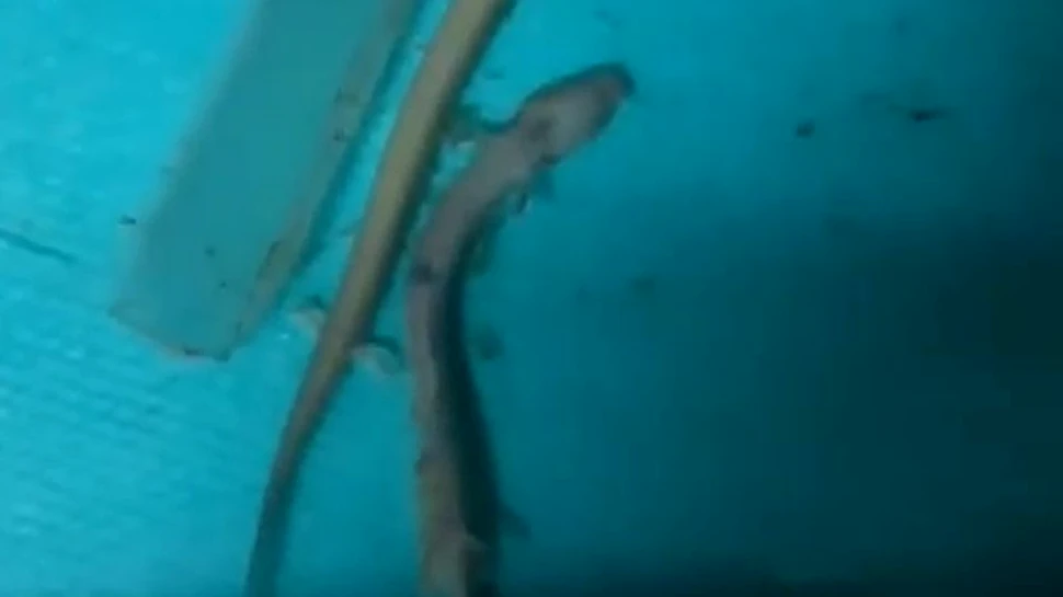 O salamandră dintr-o specie rară a stat nemişcată timp de şapte ani