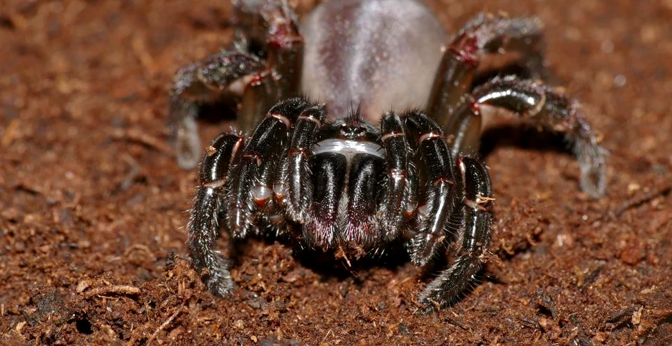 A murit cel mai bătrân păianjen din lume