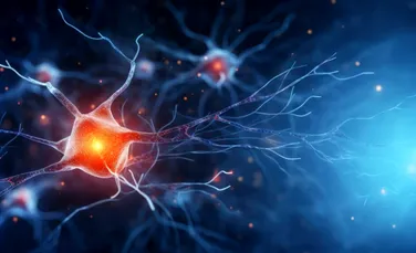 Pentru prima dată, un studiu arată că creierul produce noi neuroni și la bătrânețe
