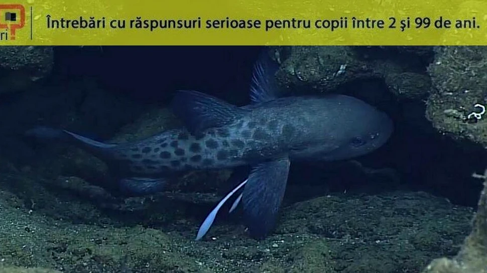 Cum supraviețuiesc peștii din adâncul oceanului?