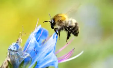 Albinele sunt mai inteligente decat super-calculatoarele