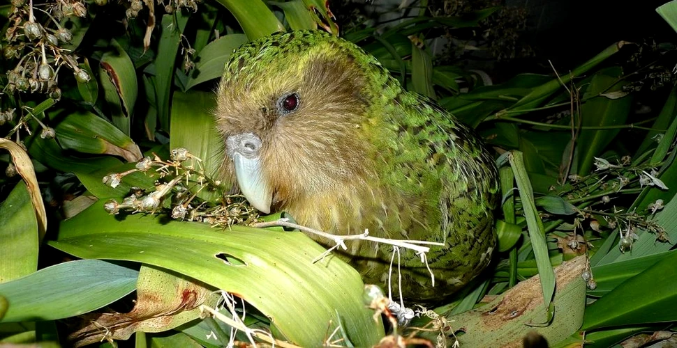 Kakapo, cel mai gras papagal din lume, numit „Pasărea anului 2020” în Noua Zeelandă