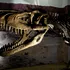 Un schelet de Tyrannosaurus rex vechi de 67 de milioane de ani, scos la licitație