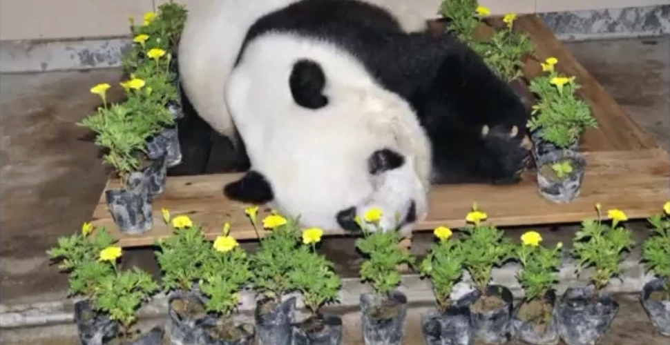 Cel mai bătrân panda în captivitate din lume, ursoaica Basi, a murit în China. Vârsta ei era echivalentul a peste 100 de ani umani
