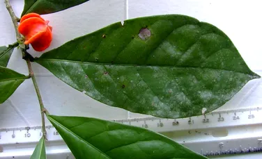 O plantă amazoniană misterioasă a primit o denumire după 50 de ani de la descoperire