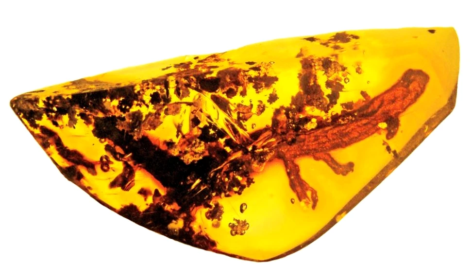 O descoperire făcută în urmă cu mai mulţi ani într-un chihlimbar se dovedeşte a fi acum unică şi extrem de valoroasă – FOTO+VIDEO