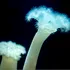 Descoperirea care ar putea rescrie evoluția. Ce au aflat cercetătorii despre anemonele de mare?