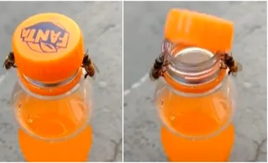 Momentul incredibil în care două albine desfac o sticlă de suc