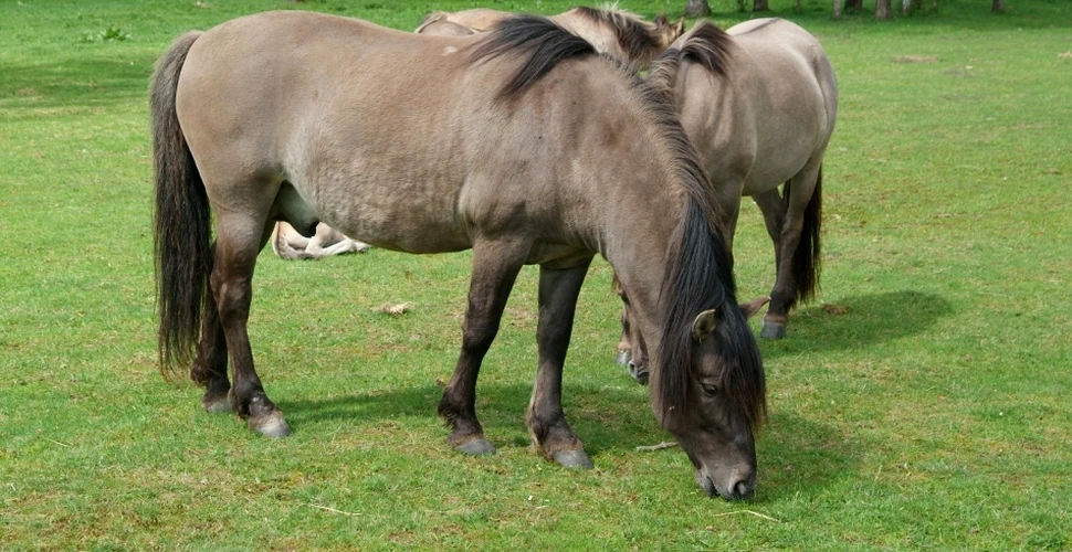 Tarpanii – caii sălbatici ai strămoşilor noştri
