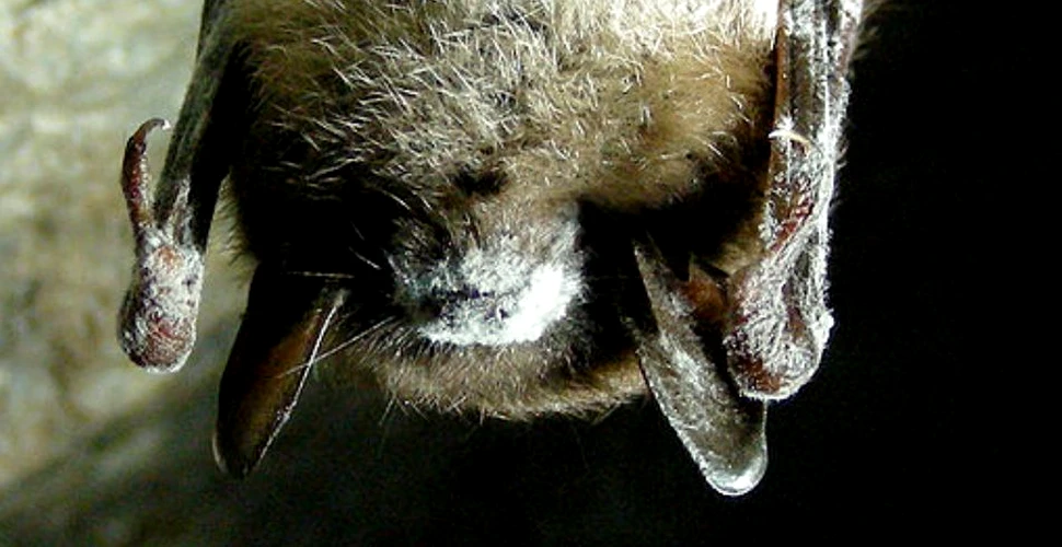 Sindromul nasului alb – epidemia mortală a liliecilor – şi-a dezvăluit secretele