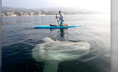 Un pește-Lună enorm i-a surprins pe cei care vâsleau în Laguna Beach