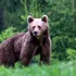 Președintele Poloniei a adoptat un urs din România