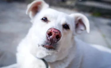 Ce spun psihologii despre oamenii care rănesc animale