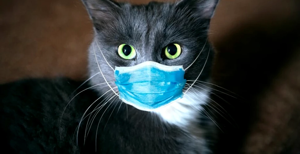 Prima țară care anunță „un număr mare” de cazuri de gripă aviară la pisici