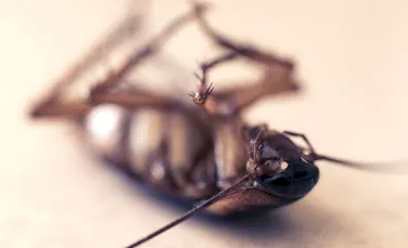 Cercetătorii au construit un robot care ucide gândacii cu un laser foarte puternic