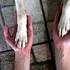 De ce îi irită pe unii oameni compasiunea față de animale a altora. Psihologia criticilor de tipul „De oameni nu-ți pasă?”