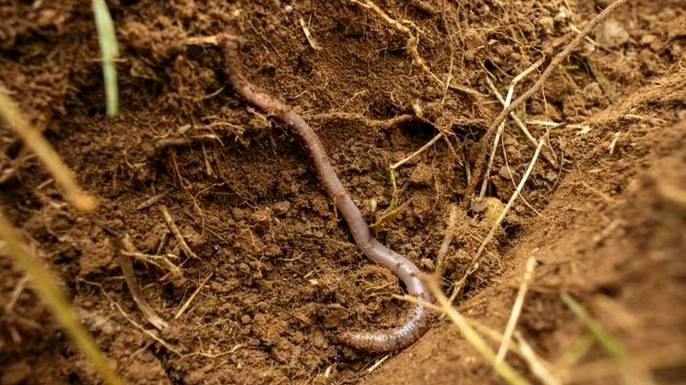 Biofibrele ar putea reprezenta o amenințare mai mare pentru mediu decât plasticul convențional