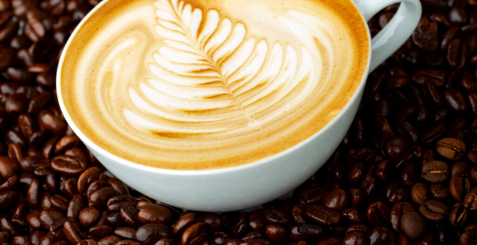 Creșterea temperaturilor la tropice ar putea însemna vești proaste pentru iubitorii de cafea