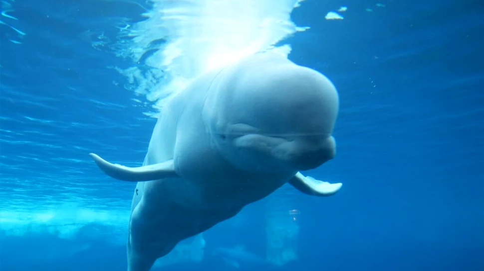 „Cine mi-a spus să ies?”: Vocile ciudate auzite de oamenii de știință într-un acvariu în 1984