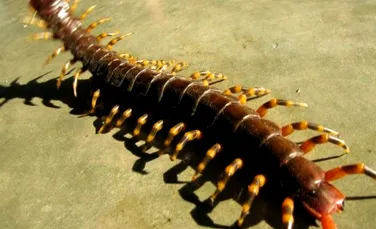Centipedele