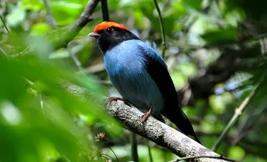 În următorii 90 de ani am putea pierde 900 de specii de păsări tropicale
