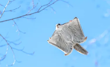 Veverițele zburătoare dau mari bătăi de cap finlandezilor