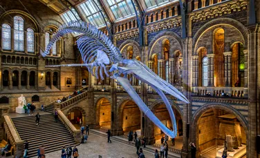 Muzeul care angajează un vânător de comori