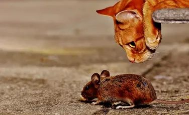 Unele populaţii de şoareci nu pot fi ucise de pisici