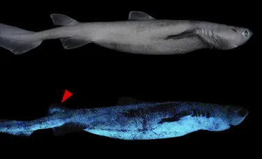 Cercetătorii au descoperit că trei specii de rechin din Noua Zeelandă strălucesc în întuneric