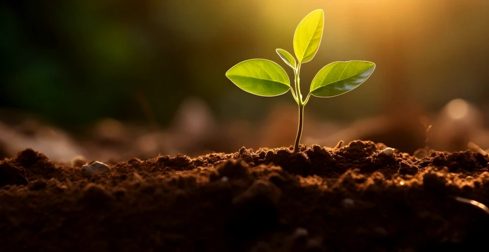 Test de cultură generală. Pot plantele să simtă durere?
