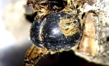 Albine de pe vremea faraonilor, găsite mumificate pe coasta de sud-vest a Portugaliei